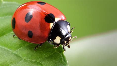 pic of ladybug|show me pictures of ladybugs.